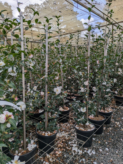 Camellia sasanqua 'Asakura'