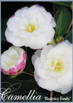 Camellia sasanqua Beatrice Emily