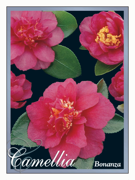 Camellia sasanqua Bonanza