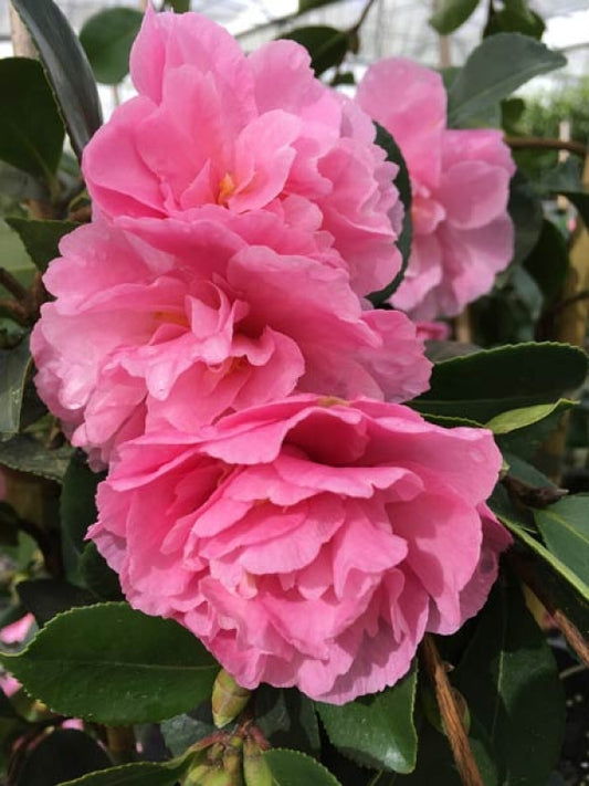 Camellia sasanqua Marge Miller
