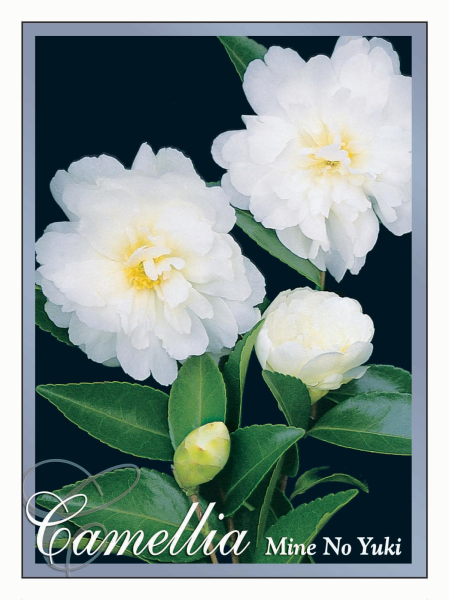 Camellia sasanqua Mine No Yuki