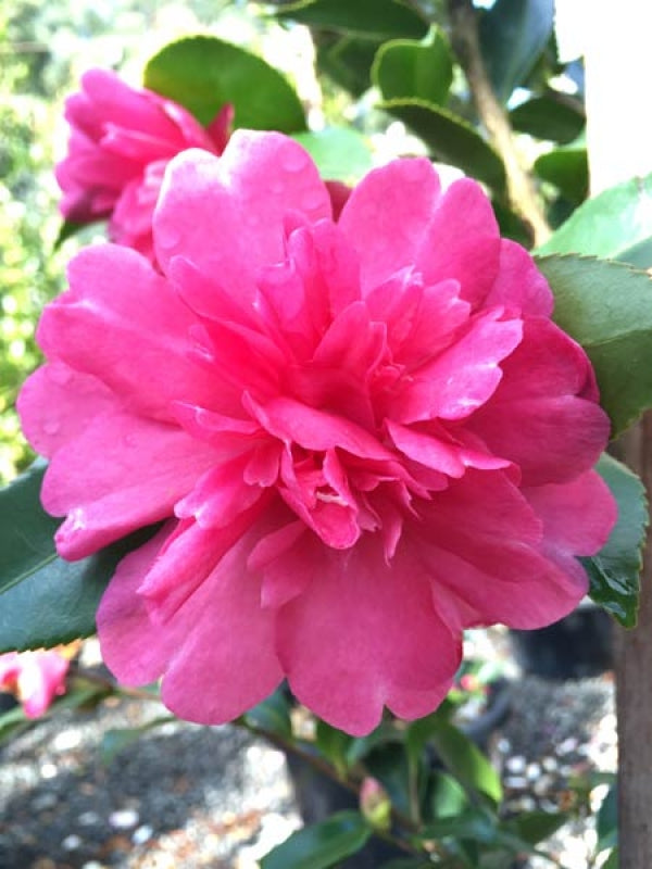 Camellia sasanqua Paradise Caroline