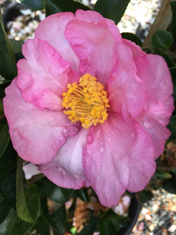 Camellia sasanqua Paradise Diana