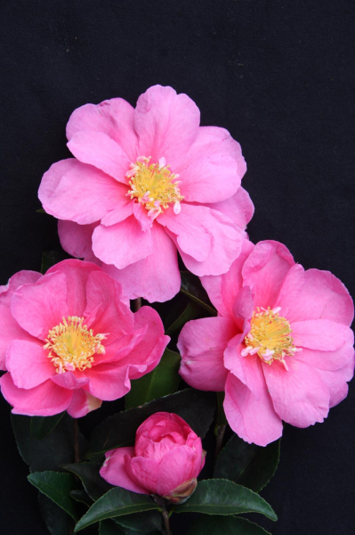 Camellia sasanqua Paradise Glow