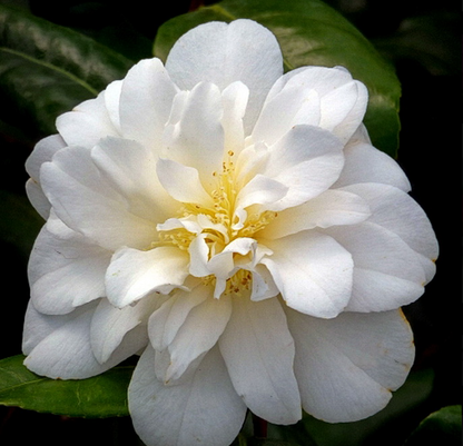 Camellia sasanqua Paradise Helen