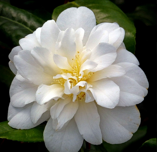 Camellia sasanqua Paradise Helen