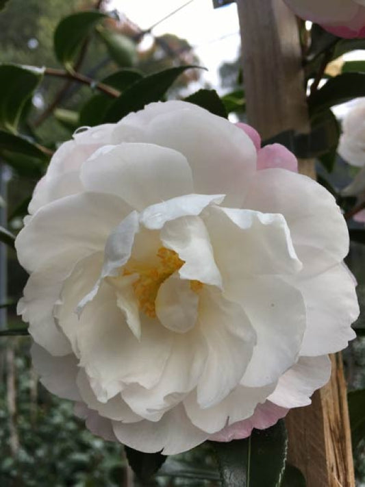 Camellia sasanqua Paradise Pearl