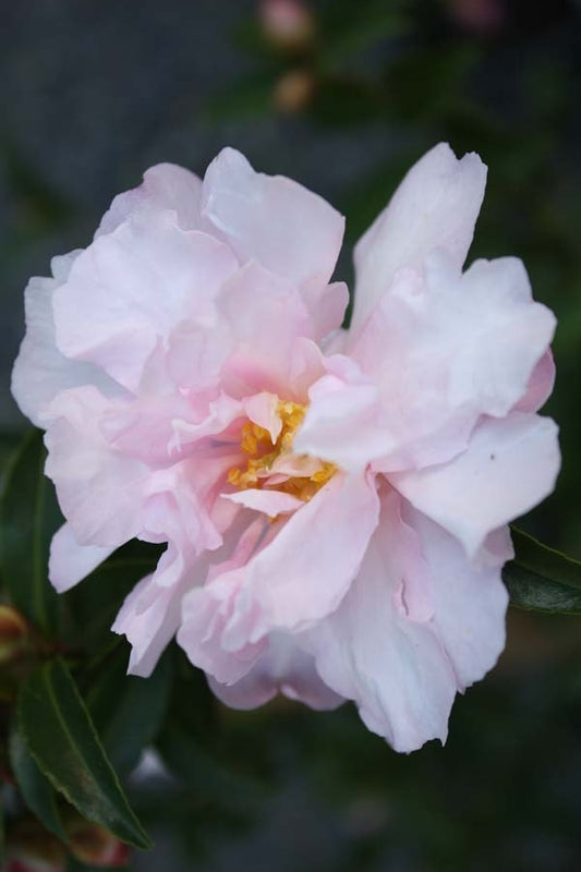 Camellia sasanqua Paradise Petite Pink