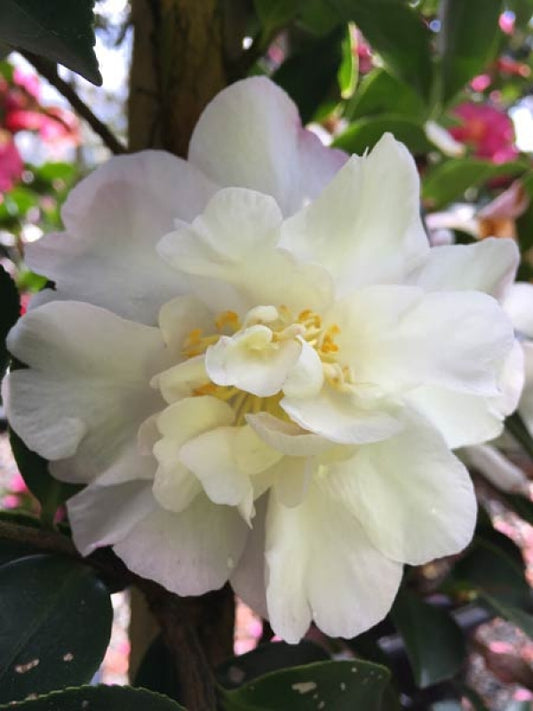 Camellia sasanqua Paradise Sarah