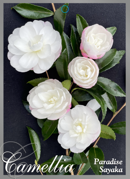 Camellia sasanqua Paradise Sayaka