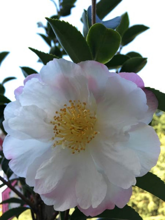 Camellia sasanqua Paradise Venessa