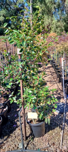 Camellia sasanqua Plantation Pink