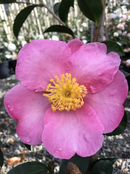 Camellia sasanqua Plantation Pink