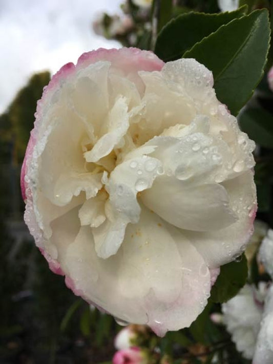 Camellia sasanqua Pure Silk