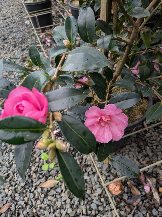 Camellia sasanqua ShiShi Gashira