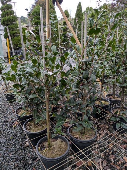 Camellia sasanqua ShiShi Gashira