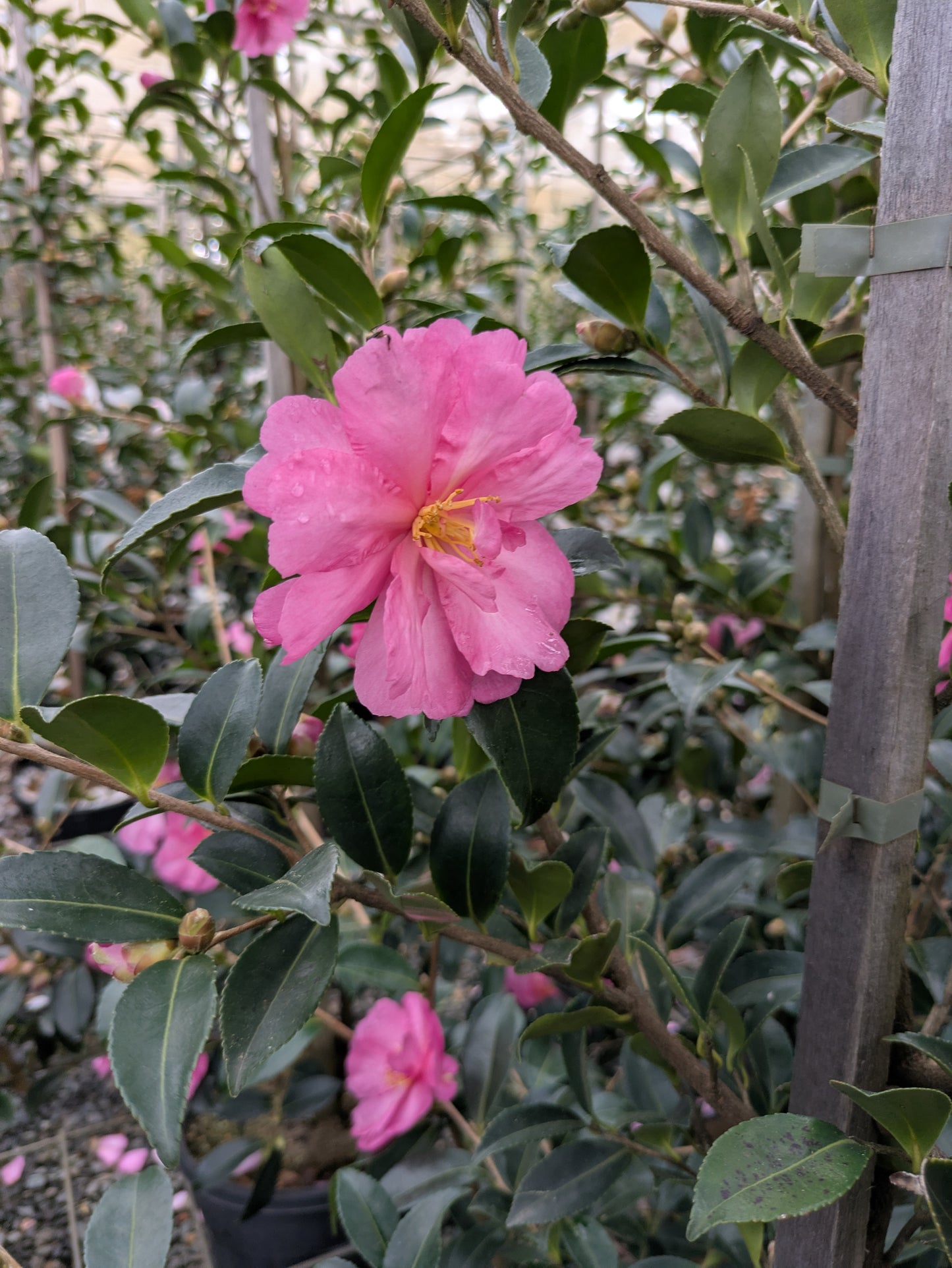 Camellia sasanqua ShiShi Gashira