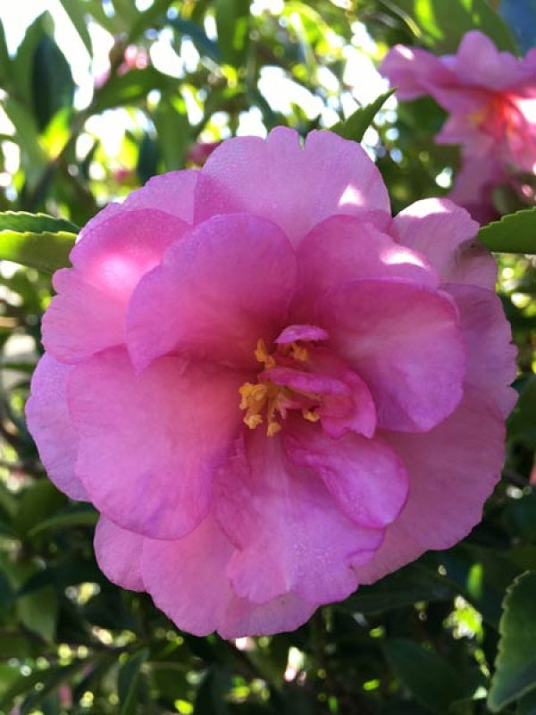 Camellia sasanqua ShiShi Gashira