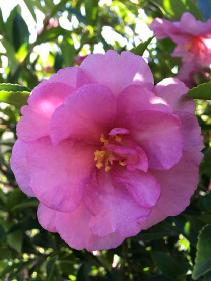 Camellia sasanqua ShiShi Gashira