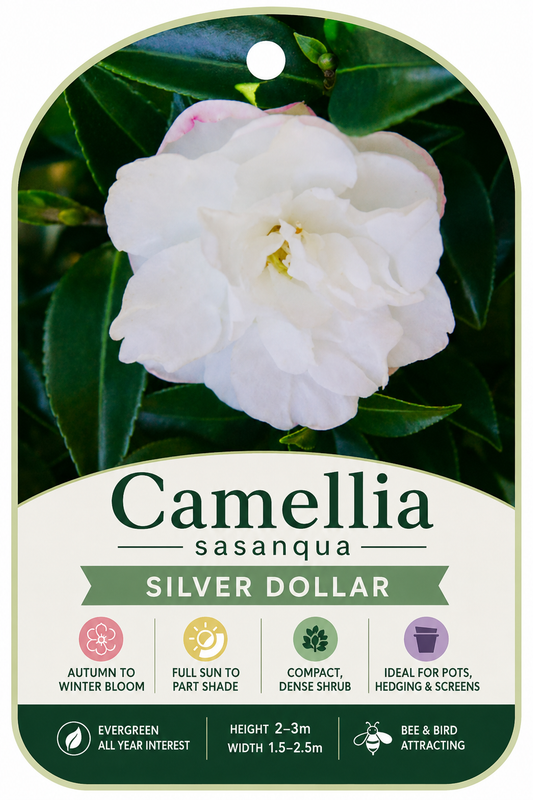 Camellia sasanqua Silver Dollar