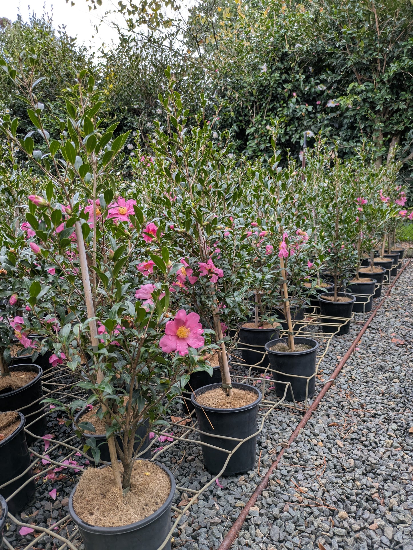 Camellia sasanqua Slim n Trim