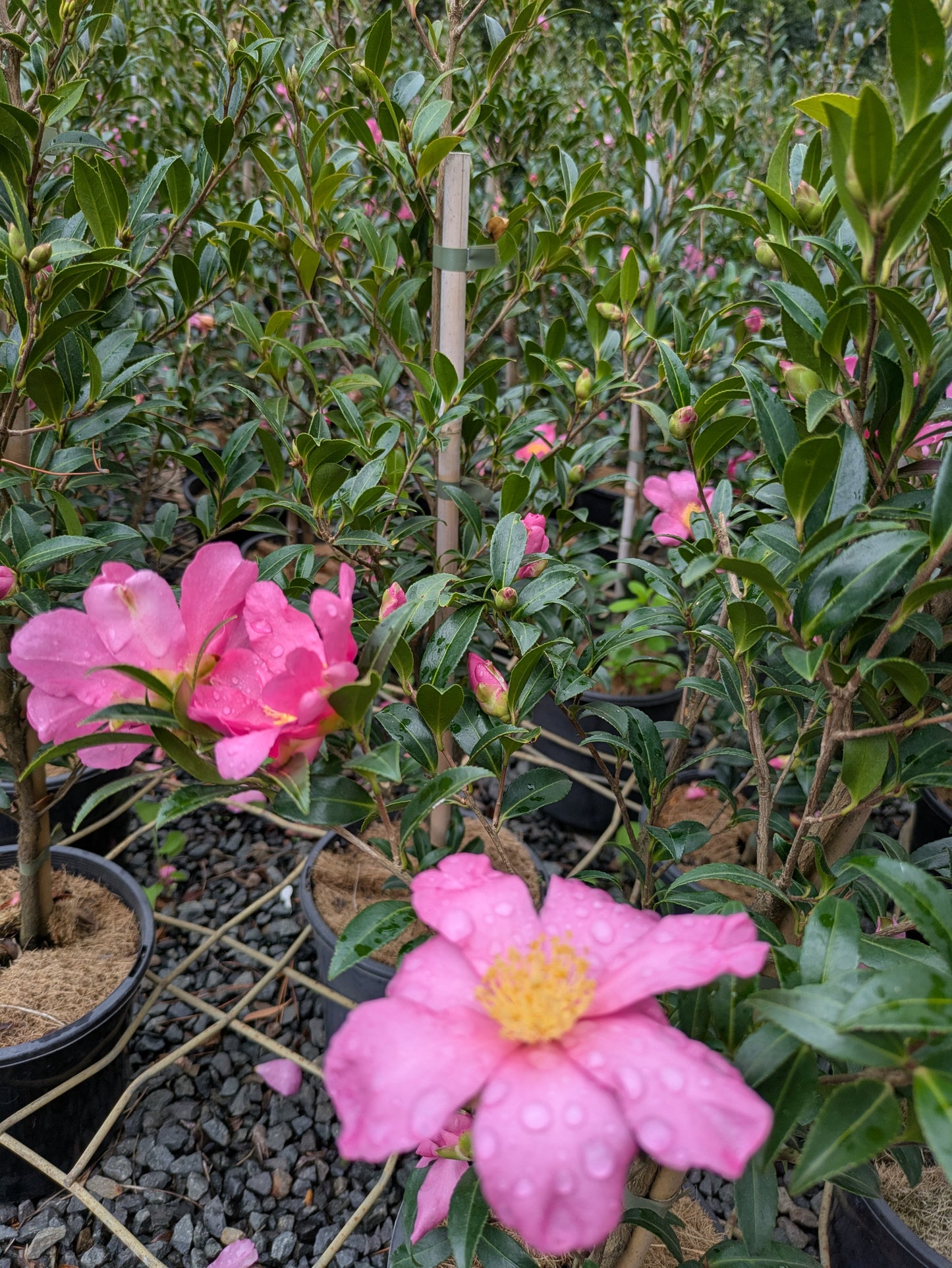 Camellia sasanqua Slim n Trim