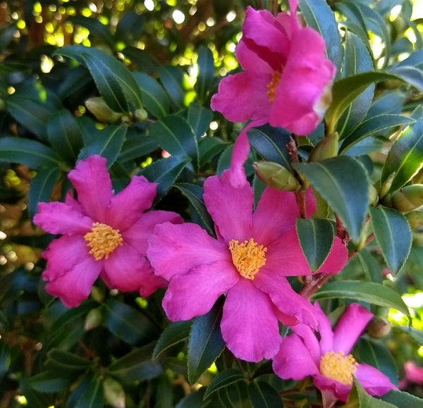 Camellia sasanqua Slim n Trim