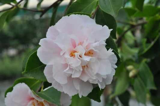 Camellia sasanqua Snow