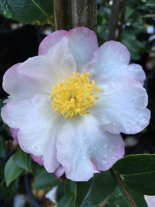 Camellia sasanqua Something Special