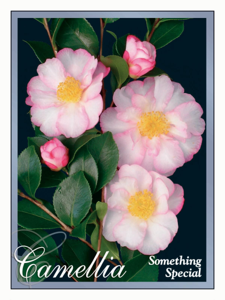 Camellia sasanqua Something Special