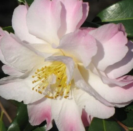 Camellia sasanqua Star Above Star