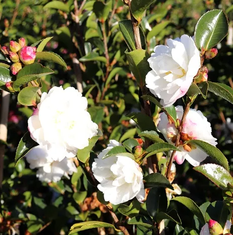 Camellia sasanqua 'Asakura'