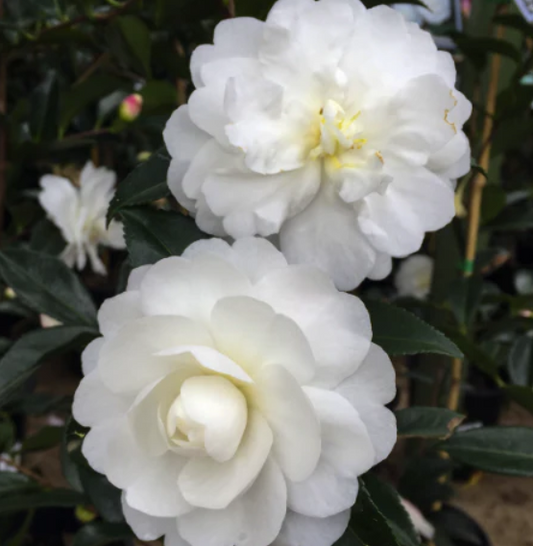 Camellia sasanqua 'Early Pearly'