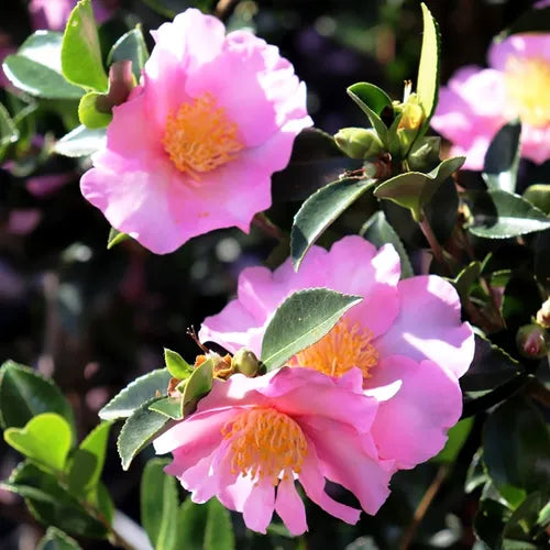 Camellia sasanqua 'Edna Butler'
