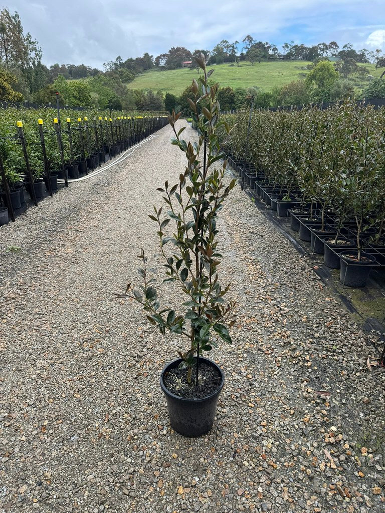 Camellia sasanqua 'Edna Butler'
