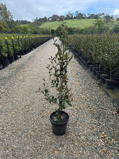 Camellia sasanqua 'Edna Butler'