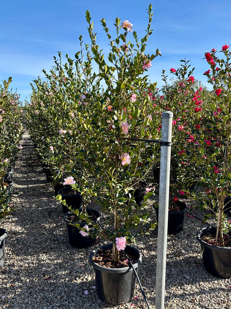 Camellia sasanqua 'Edna Butler'