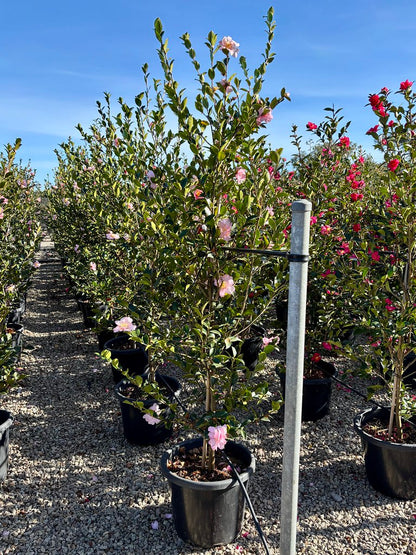 Camellia sasanqua 'Edna Butler'
