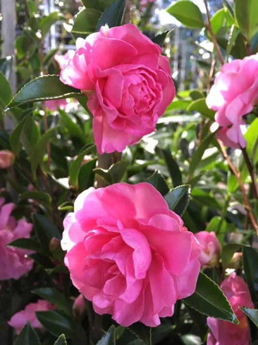 Camellia sasanqua (ParLove)  Slimline With Love