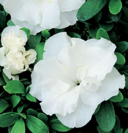 Camellia sasanqua (PARAVA)  Slimline Avalanche