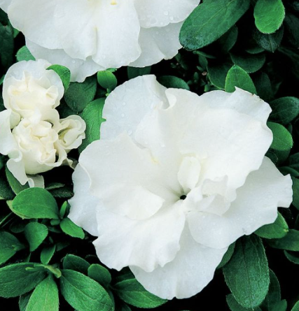 Camellia sasanqua (PARAVA)  Slimline Avalanche