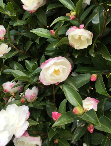 Camellia sasanqua 'Paradise Blush'
