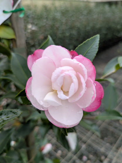 Camellia sasanqua 'Paradise Blush'