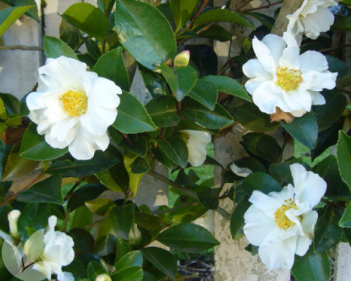 Camellia sasanqua 'Setsugekka'