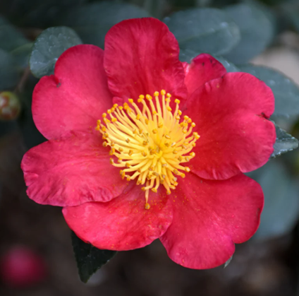 Camellia sasanqua 'Yuletide'