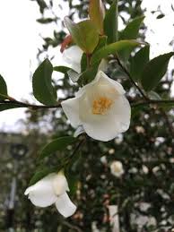 Camellia transnokoensis