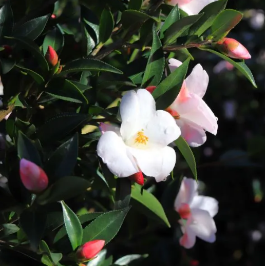 Camellia x hybrid 'Transtasman'