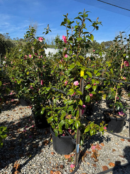 Camellia x williamsii 'Betty Ridley'