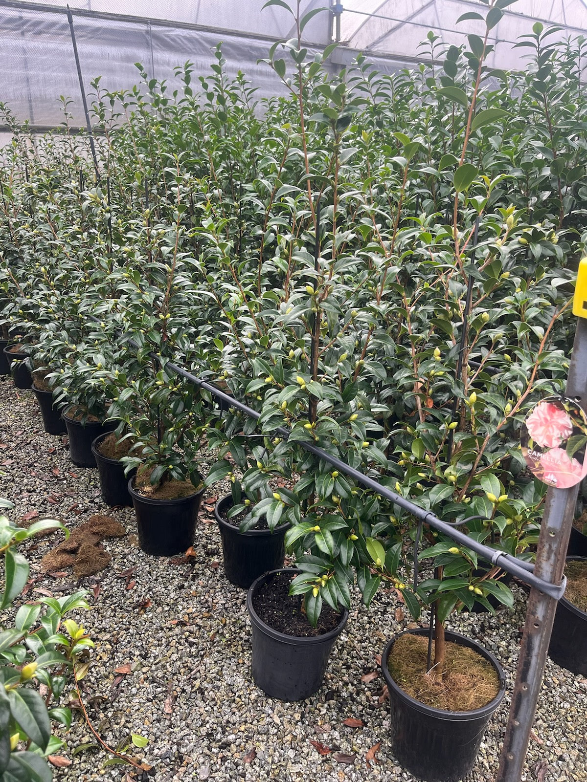 Camellia x williamsii 'Buttons n Bows'