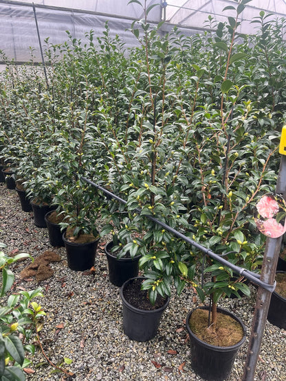 Camellia x williamsii 'Buttons n Bows'